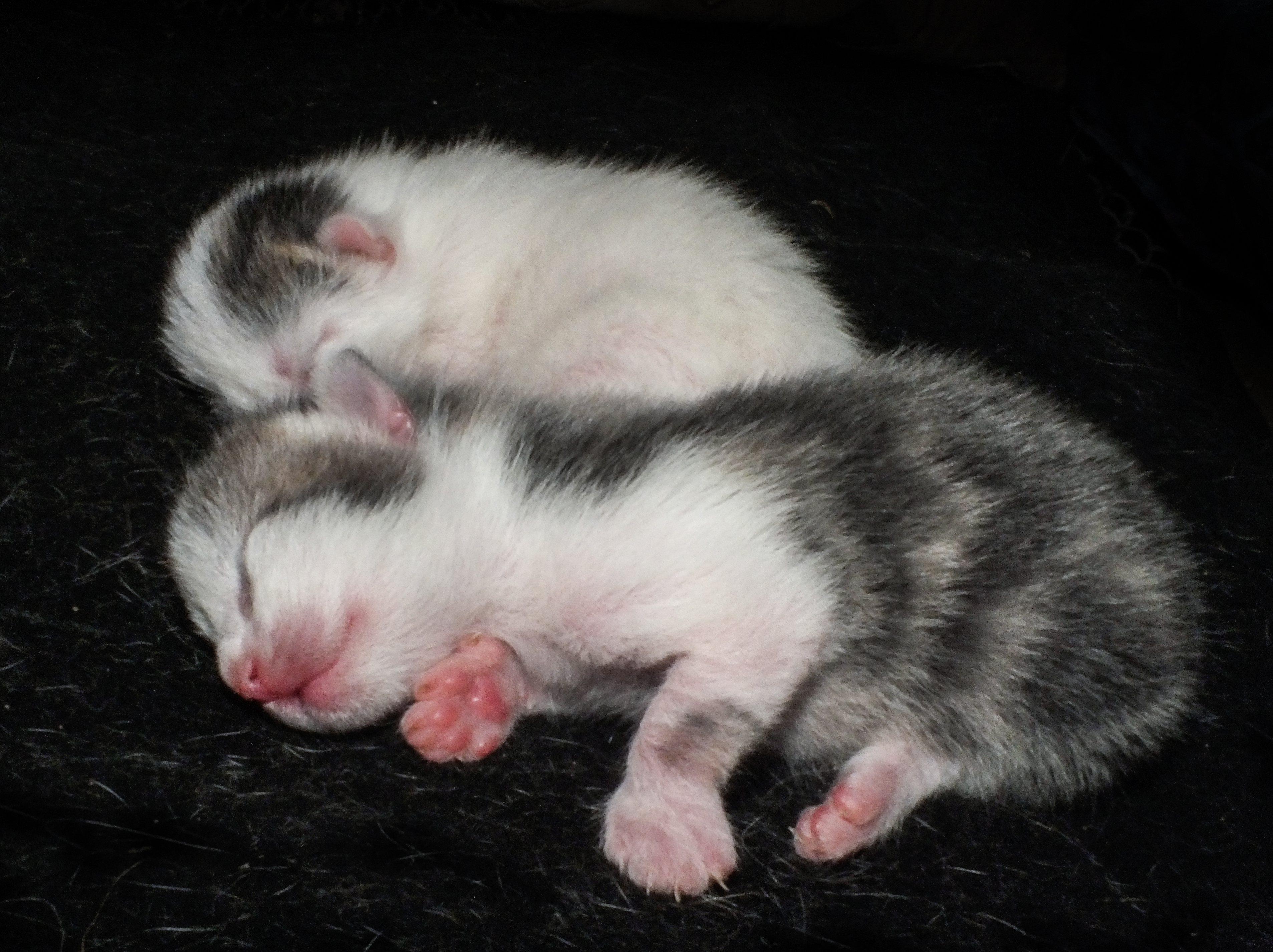 Two 4 day-old kittens